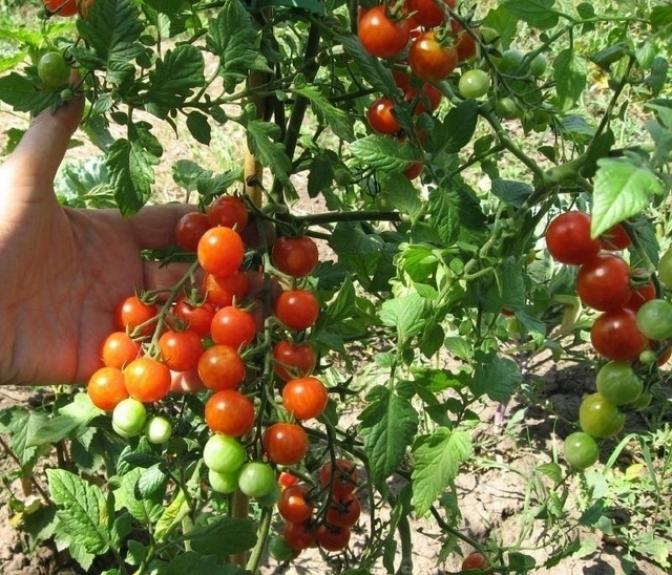 Томат Киш-Миш Красный 2