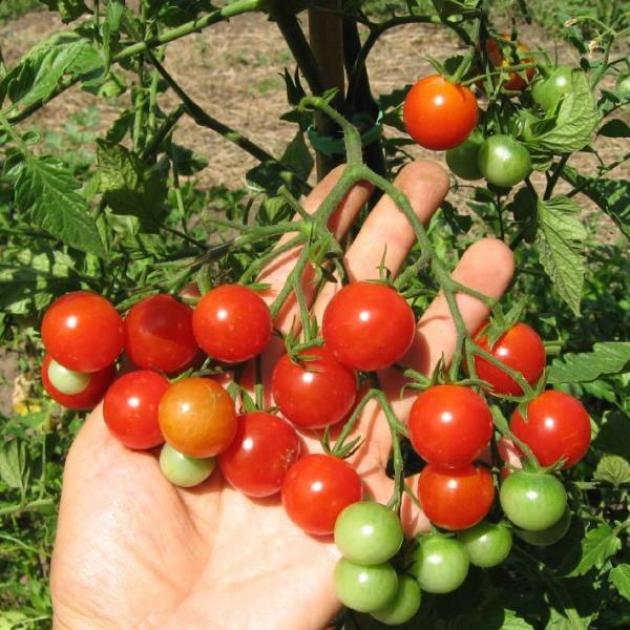 Томат Киш-Миш Красный