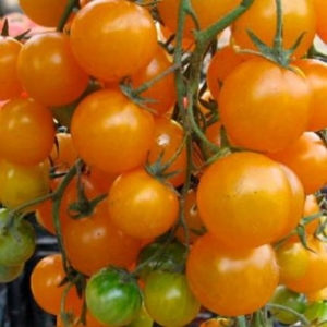Томат Киш-Миш Оранжевый