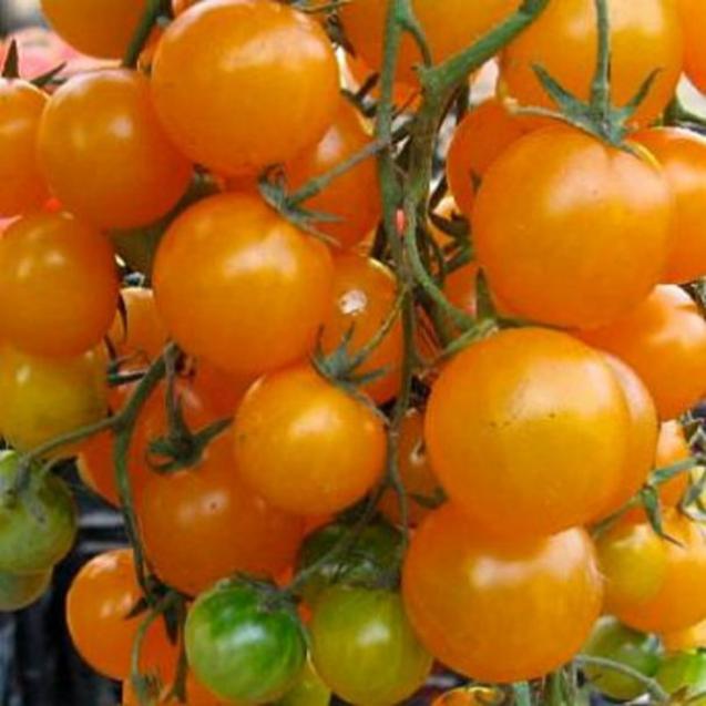 Томат Киш-Миш Оранжевый