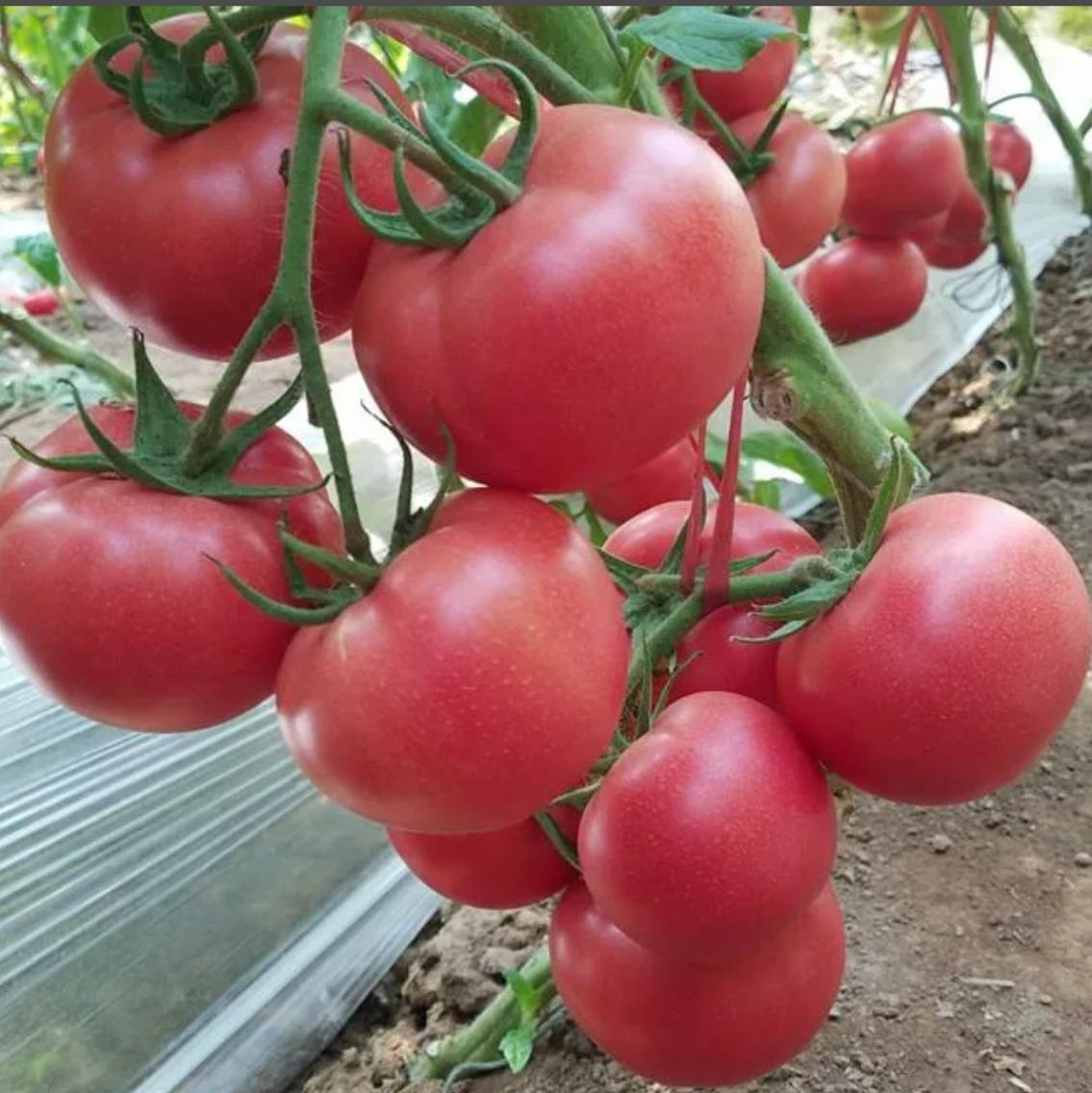 Томат Китайский сувенир 2