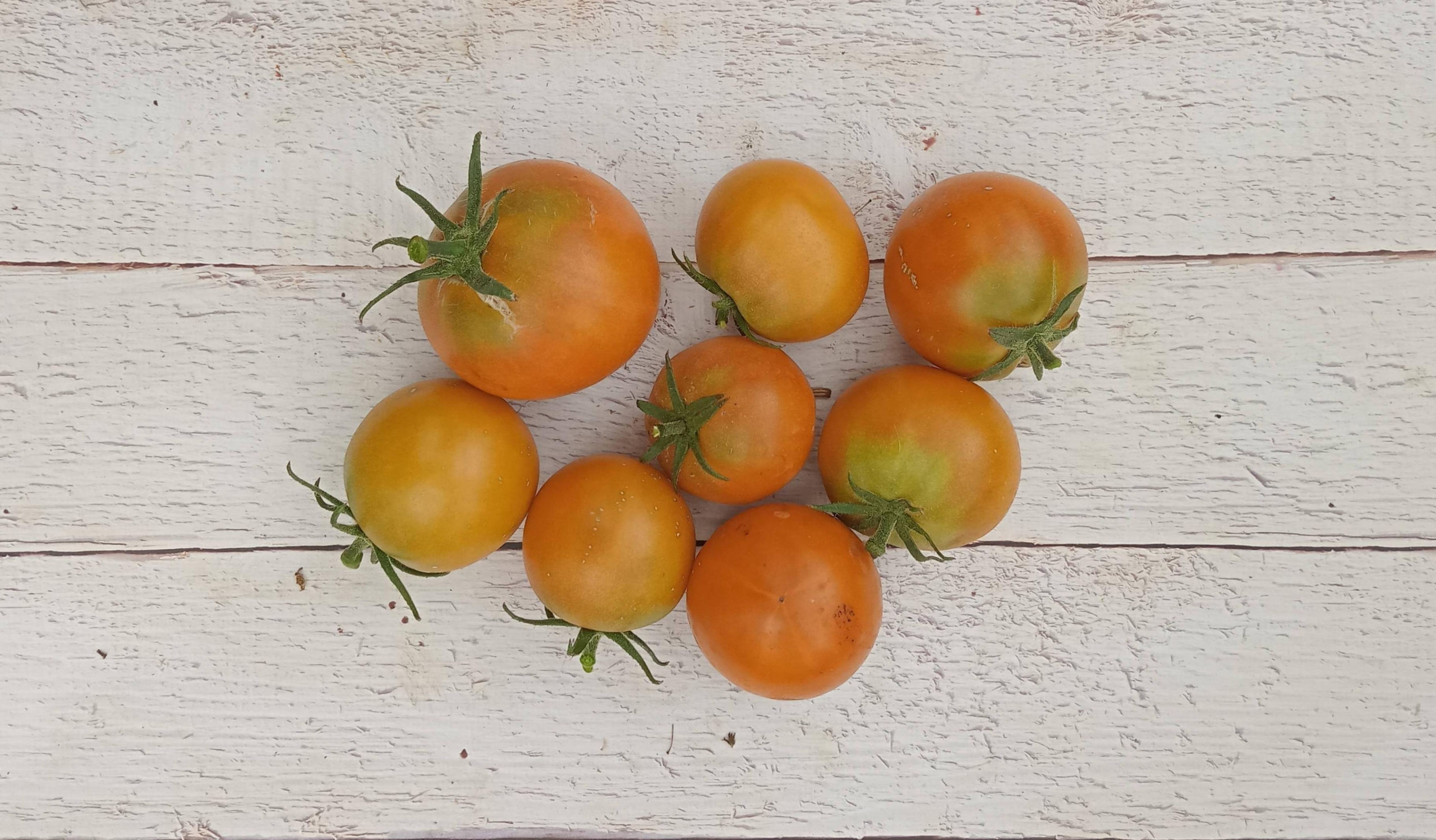 Томат Киванис 2