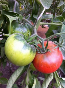 Томат Клара