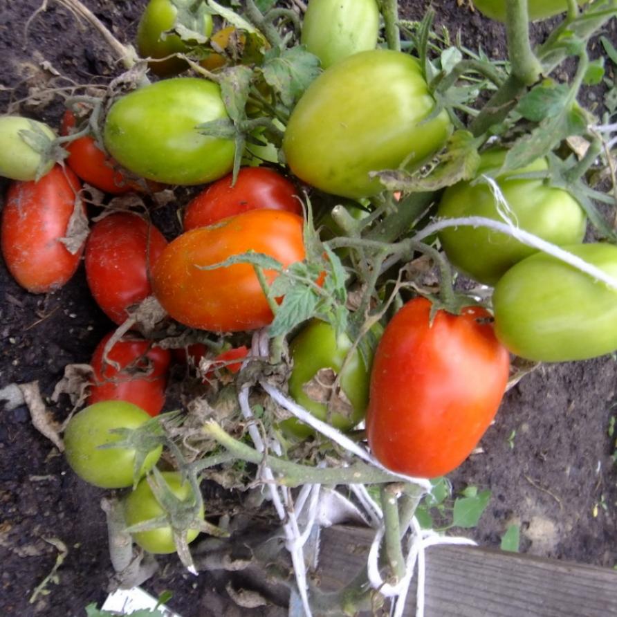 Томат Классик 2