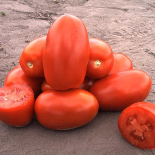 Томат Классик