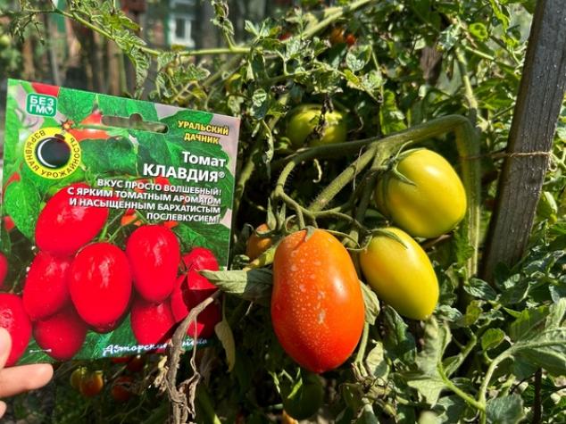 Томат Клавдия