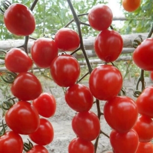 Томат Клубничка