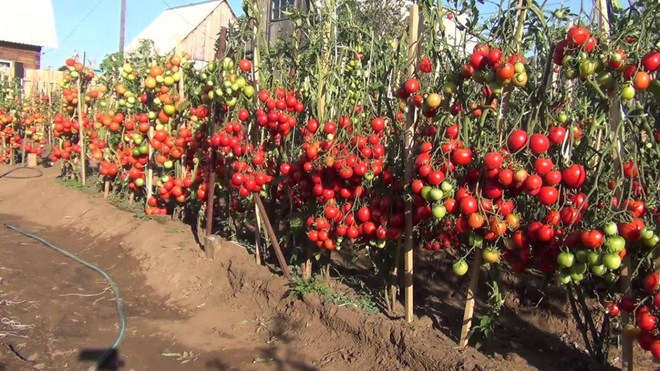 Томат Клубничное дерево 5