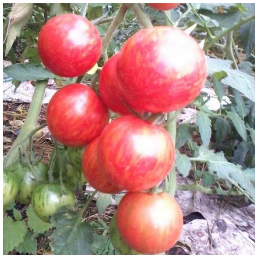 Томат Клубничный тигр 3