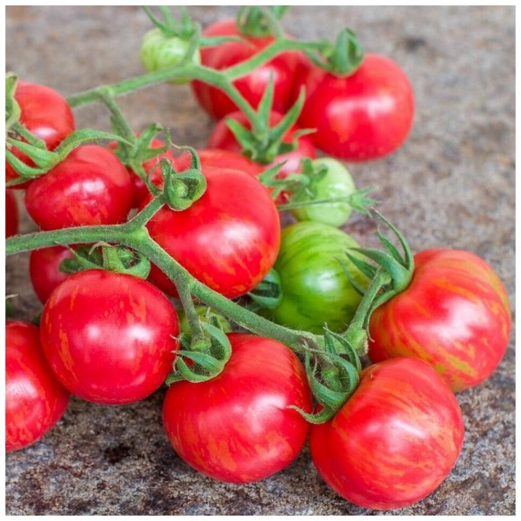 Томат Клубничный тигр 4