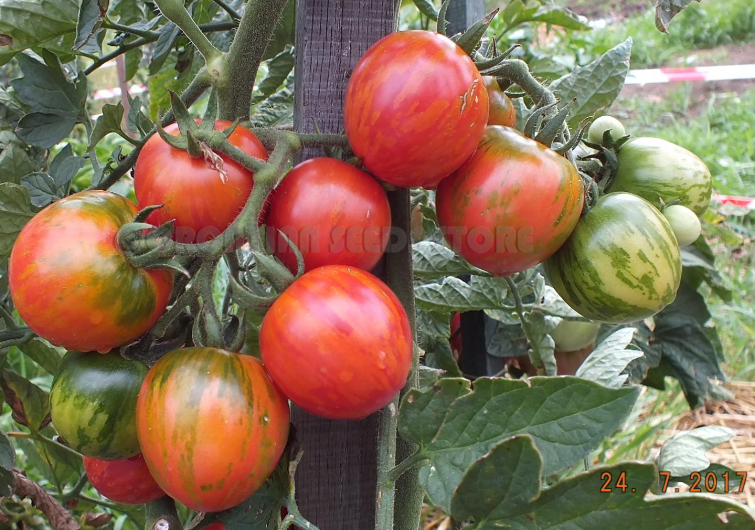 Томат Клубничный тигр 7