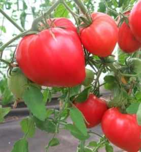 Томат Клубничный тяжеловес