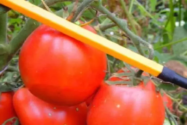 Томат Кмициц 3