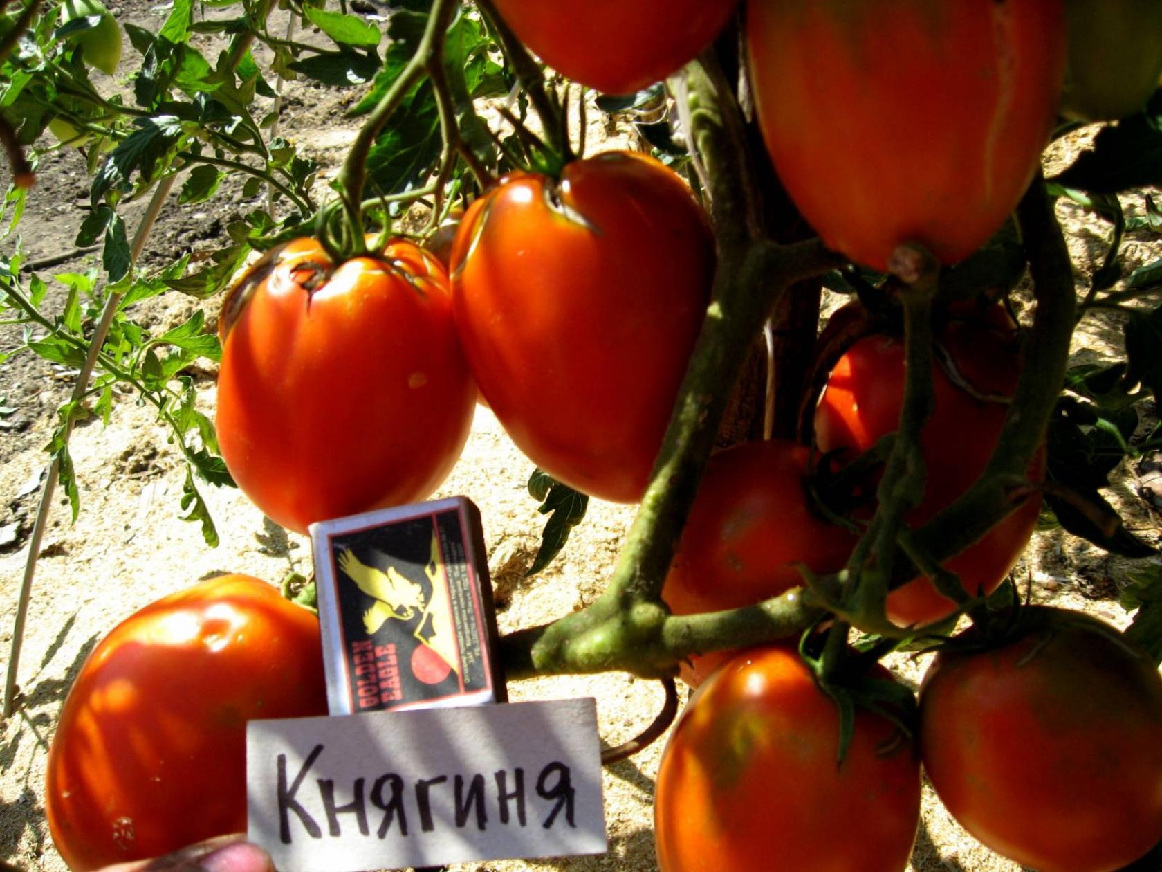 Томат Княгиня