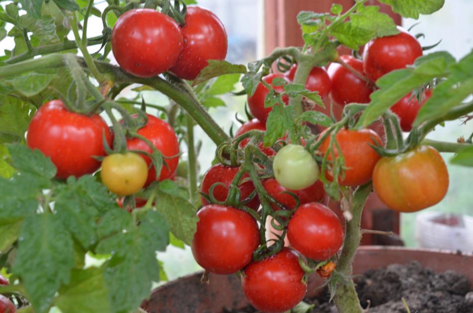 Томат Князь серебряный