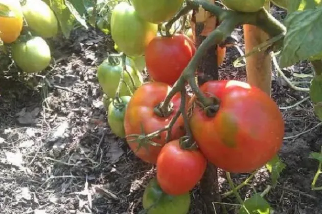 Томат Князь серебряный 2