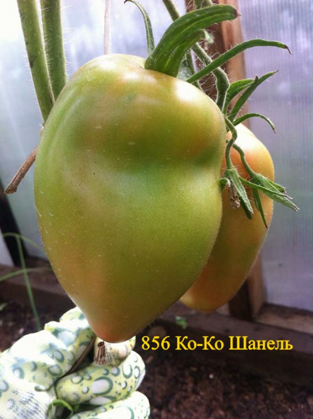 Томат Коко Шанель 2