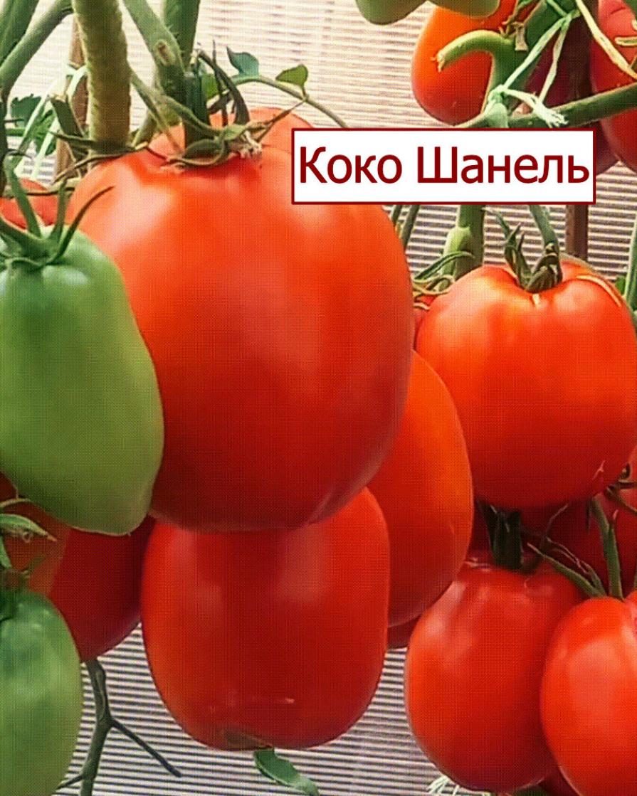 Томат Коко Шанель 3