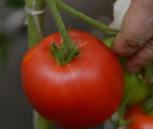 Томат Коко Шанель