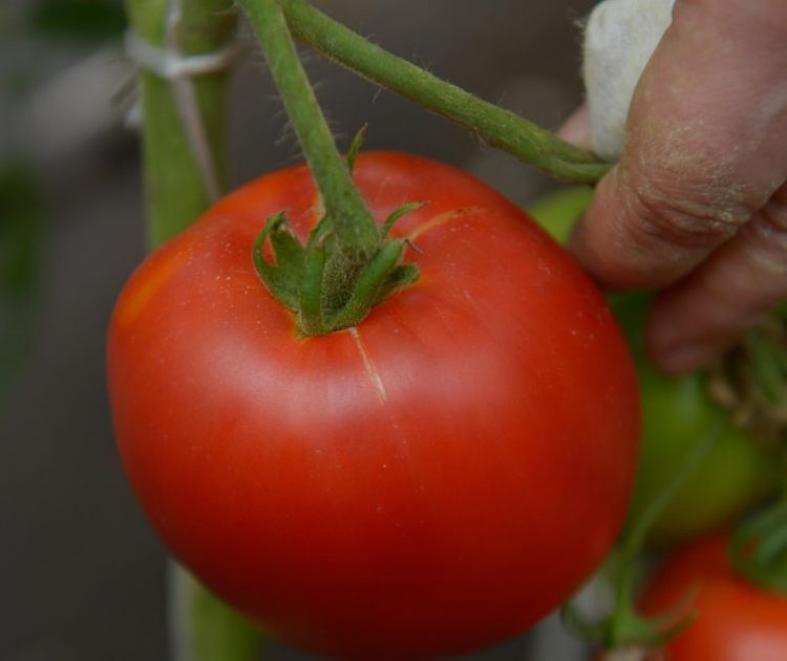 Томат Коко Шанель