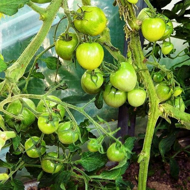 Томат Коктейль Мохито 2