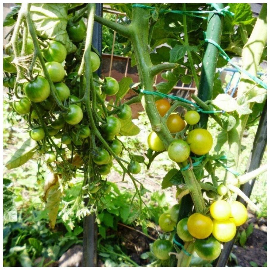 Томат Коктейль Мохито 3