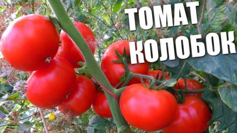 Томат Колобок 2