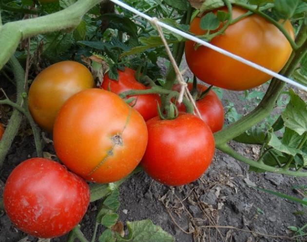 Томат Колодец неисчерпаемый 2