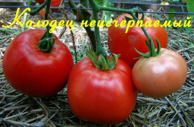 Томат Колодец неисчерпаемый