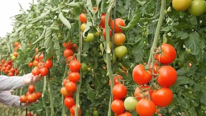 Томат Колодец неисчерпаемый 4