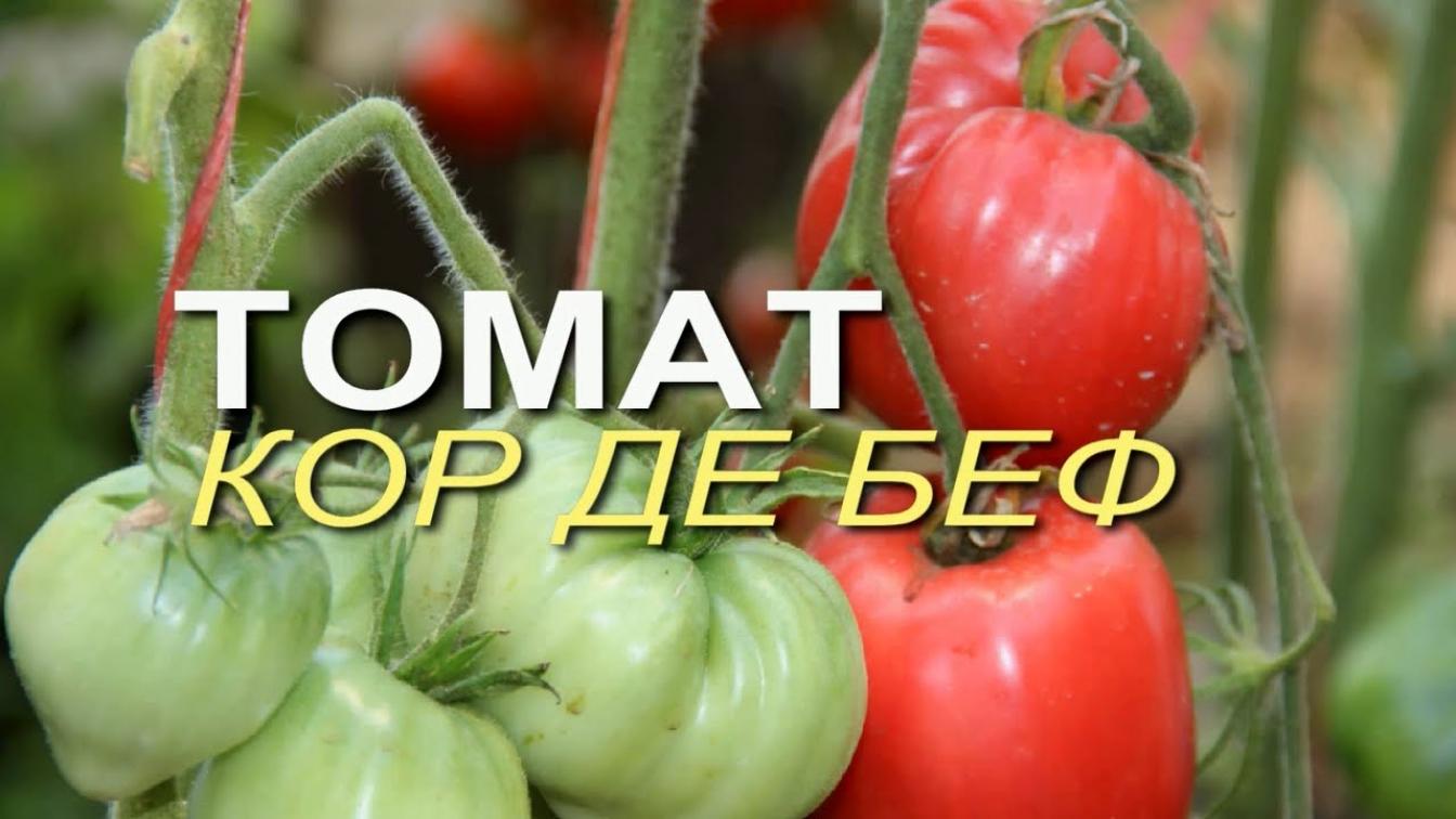 Томат Кор де Беф 2