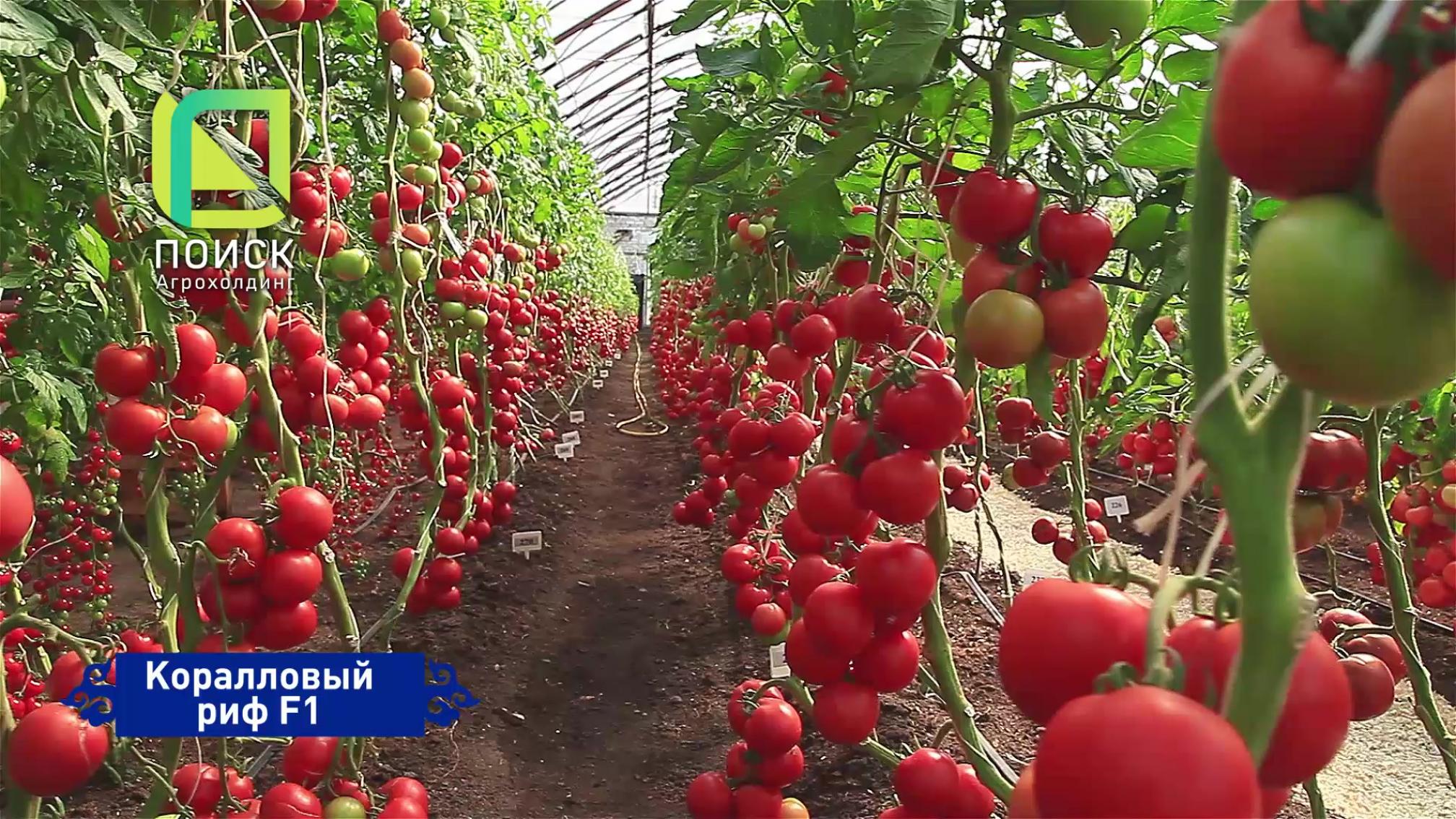 Томат Коралловый риф