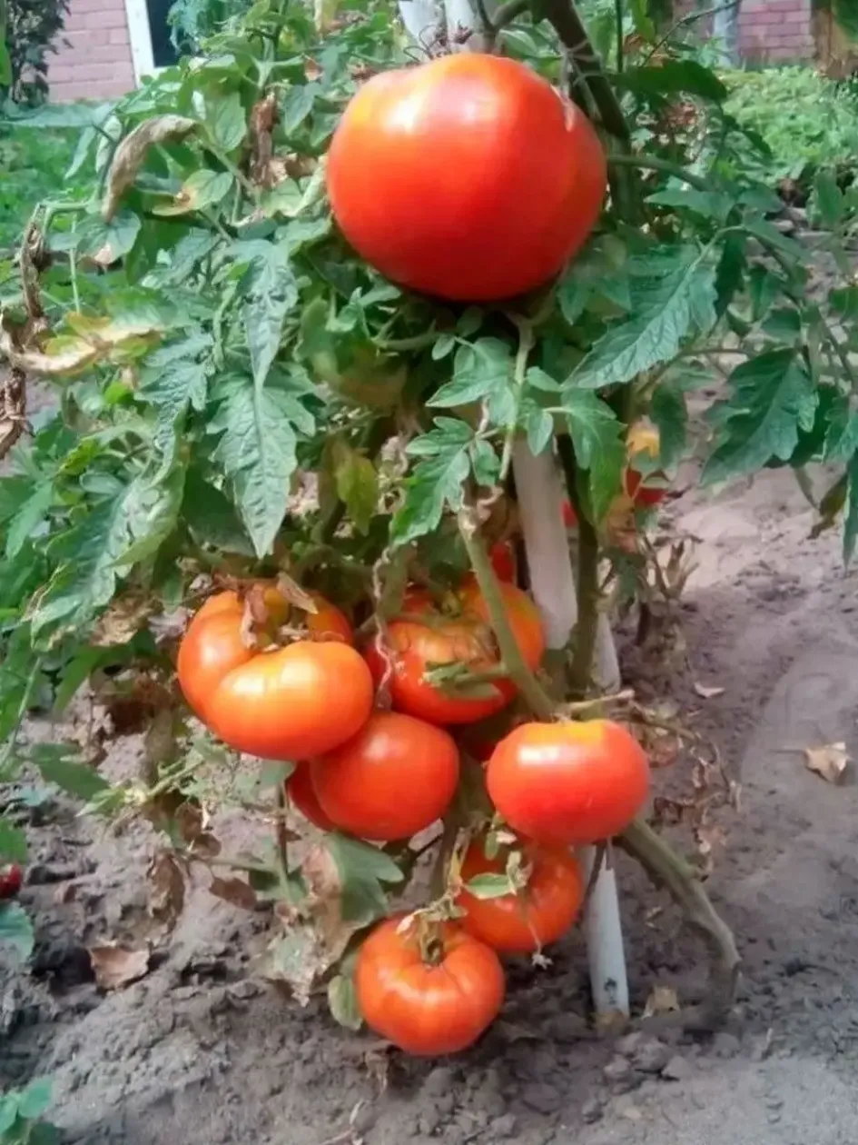Томат Король ранних 4