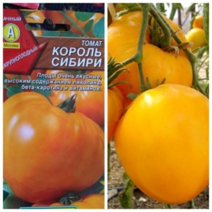Томат Король Сибири