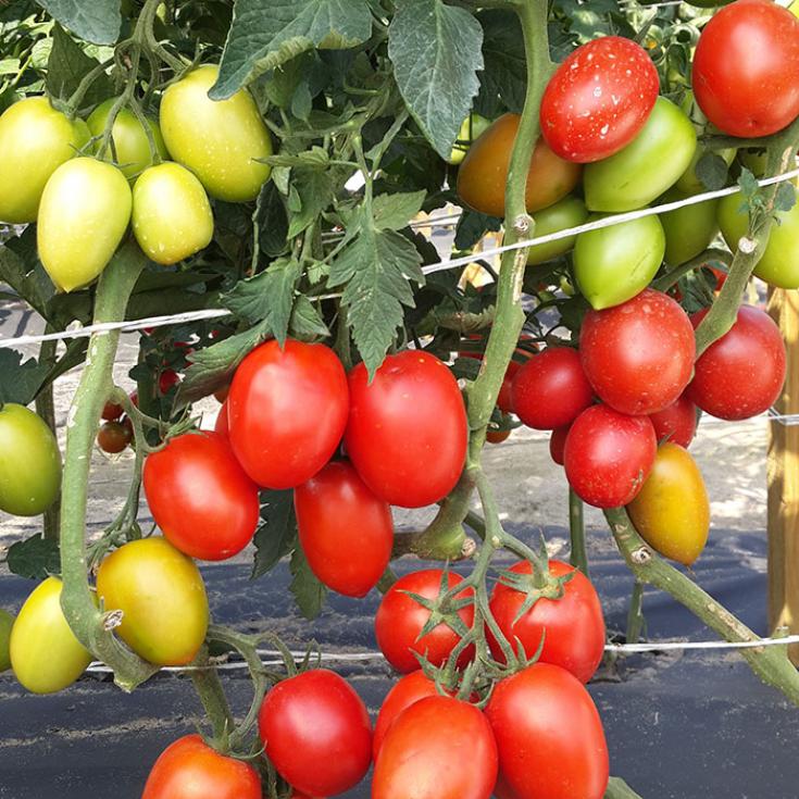 Томат Король засолки 2