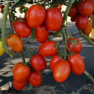 Томат Король засолки