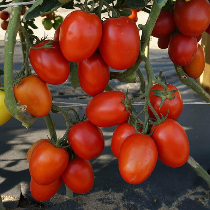 Томат Король засолки