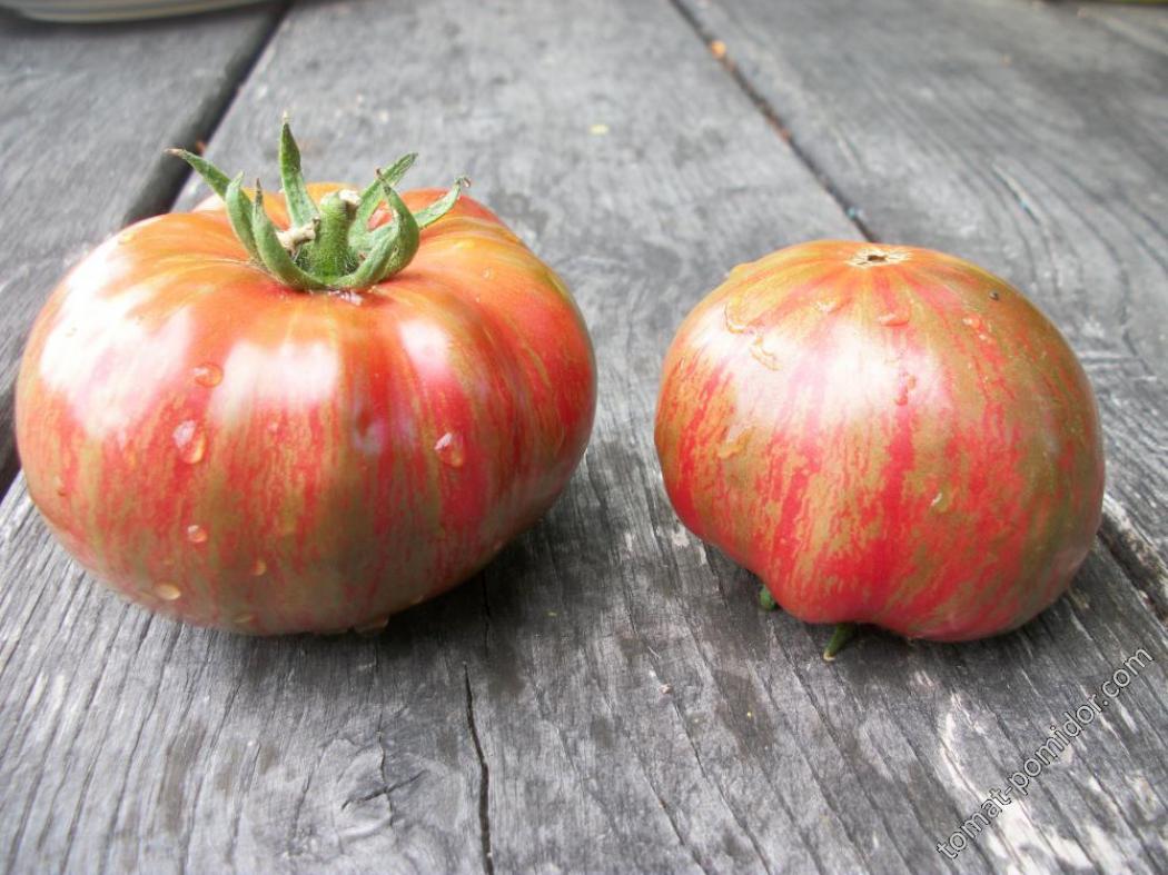 Томат Королева Анна 3