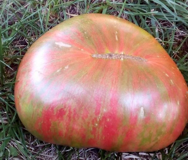 Томат Королева Анна