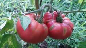 Томат Королева Виктория