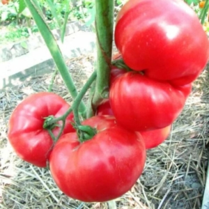 Томат Королевская мантия