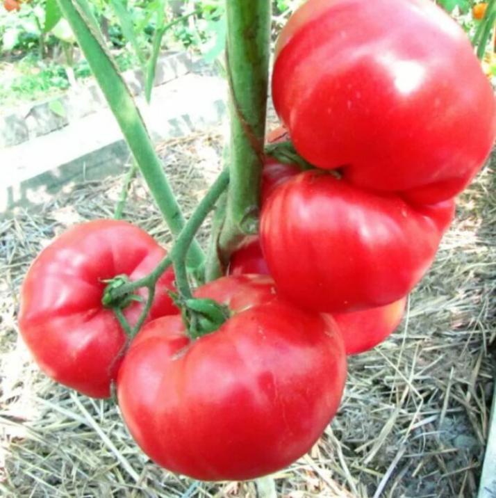 Томат Королевская мантия