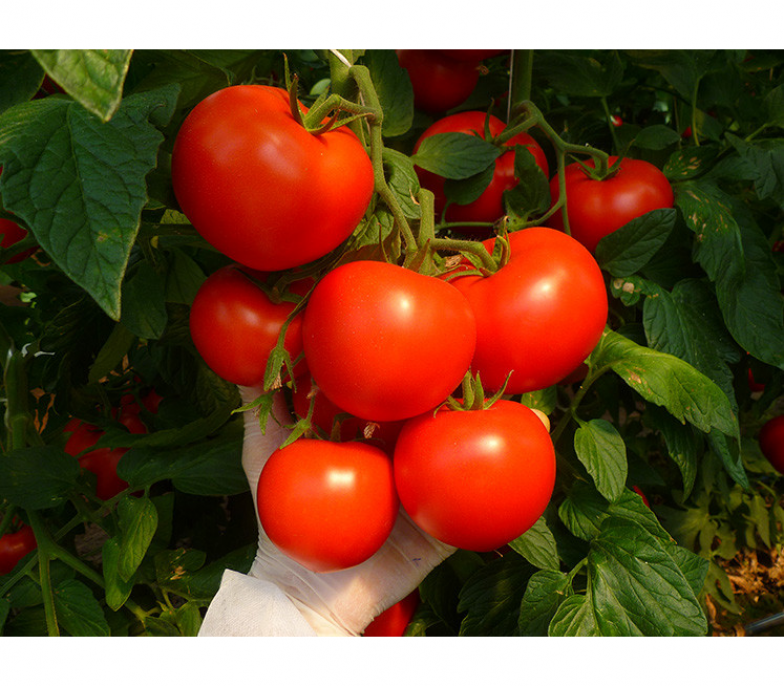 Томат Корвинус 2