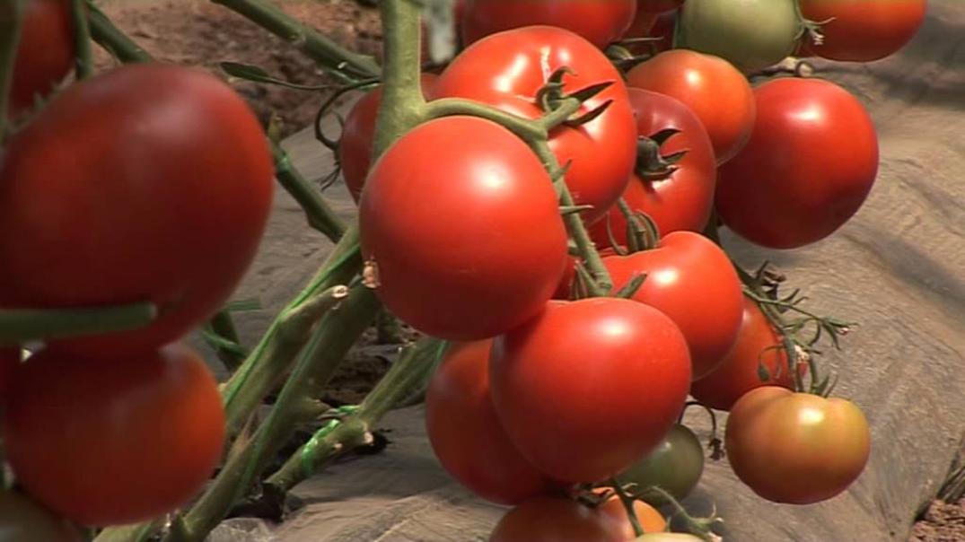 Томат Корвинус 4