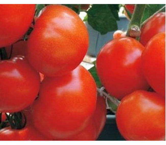 Томат Корвинус