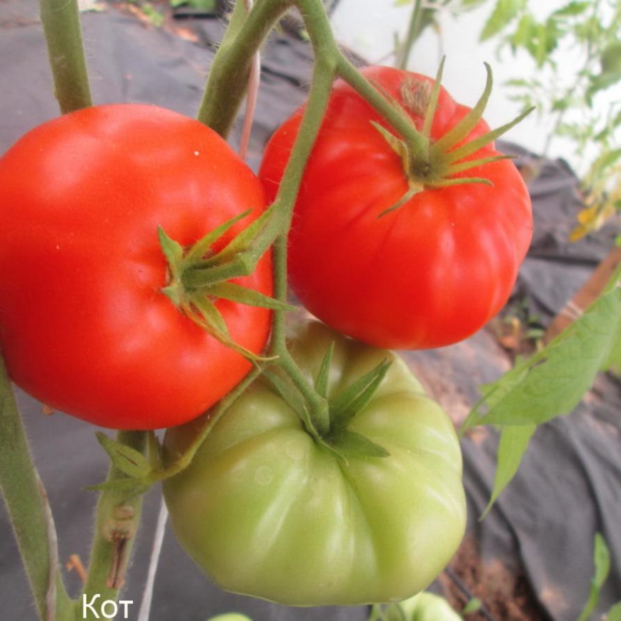 Томат Кот Тимофей