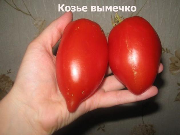 Томат Козье вымечко 2
