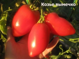 Томат Козье вымечко