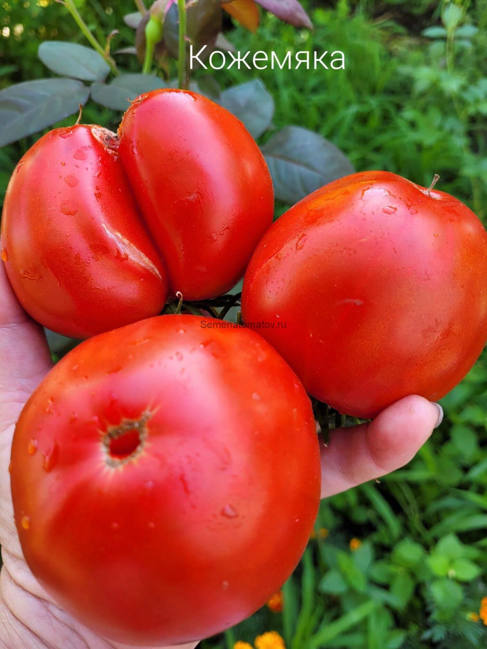 Томат Кожемяка 2
