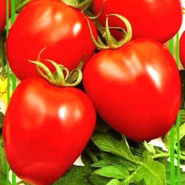 Томат Кожемяка 3